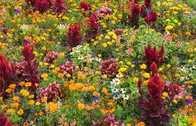 Vivid Prairie Planting 