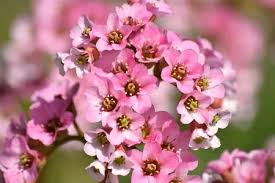 B. abendglut 'Sunningdale'