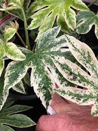 Fatsia japonica 'Spider's Web'