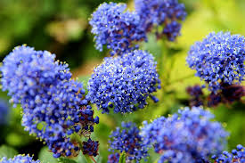 Ceanothus burkwoodii