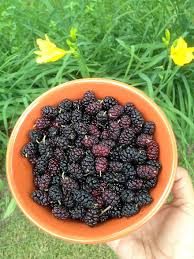Mulberries and Blackberries