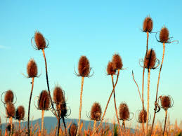 Teasels on mass