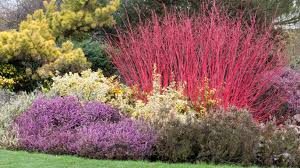 Winter stem planting