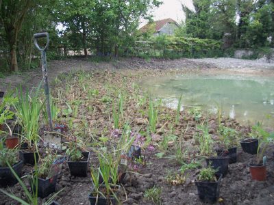 Planting around pond