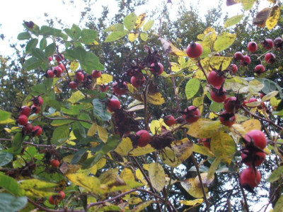 rose hips