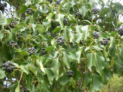 vy with fruit heads