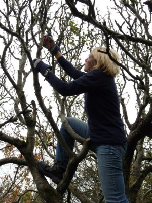 pruning a mature pear tree