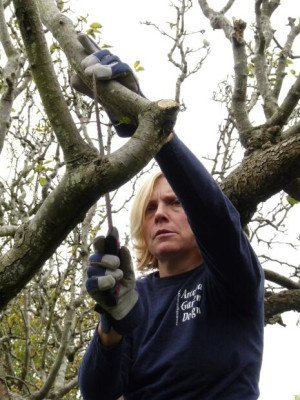 removing a branch with apple canker