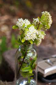 scented Viburnum flowers